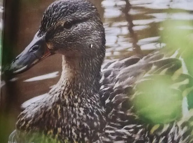 Semesterbostad Am-moore *